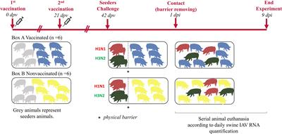 Vaccination against swine influenza in pigs causes different drift evolutionary patterns upon swine influenza virus experimental infection and reduces the likelihood of genomic reassortments